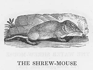 Shrew: SHREW (BEWICK)