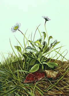 Shrew: Shrew ' with daisies and grass