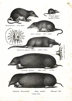 Europaea: Shrews and moles