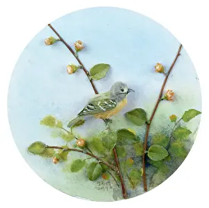 Hervey: Shrike ? bird on a branch