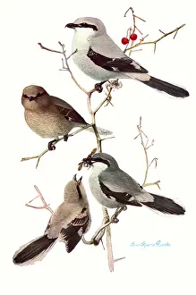 Migrant: Shrikes