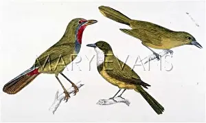 Shrikes: THREE SHRIKES