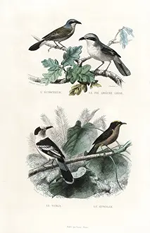 Pourrat: Shrikes, hook-billed vanga and gonolek