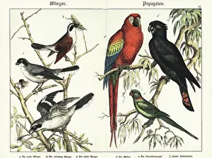 Naturgeschichte Des Tierreichs: Shrikes and parrots