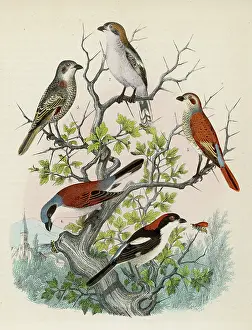 Hooked: Five shrikes perched on a bush