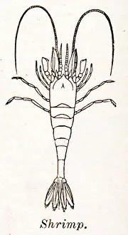 Shrimps: Shrimp
