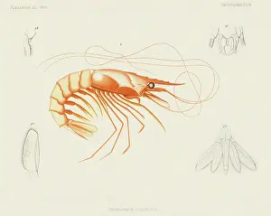 Shrimp: Shrimp