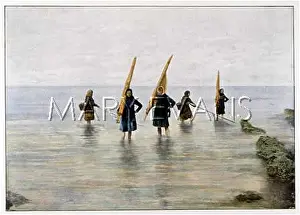 Shrimping: Shrimping in north Frsne