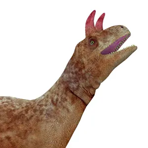 Archosaur: Shringasaurus dinosaur head