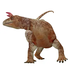 Archosaur: Shringasaurus dinosaur on white background