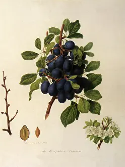 Linnaeus: Shropshire Damsons