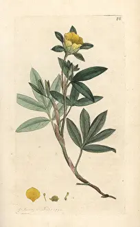 Shrubby: Shrubby cinquefoil, Dasiphora fruticosa