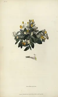 Polygala: Shrubby milkwort, Polygala chamaebuxus