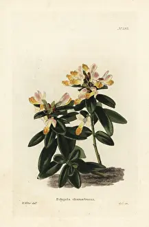Polygala: Shrubby milkwort, Polygala chamaebuxus