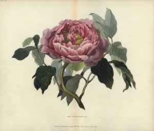 Shrubby: Shrubby peony, Paeonia moutan