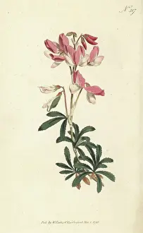 Herbalism: Shrubby rest-harrow, Ononis fruticosa