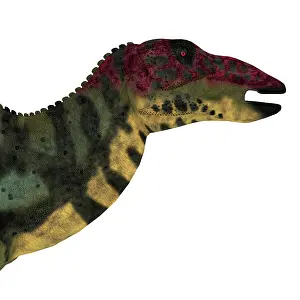 Iguanodont: Shuangmiaosaurus dinosaur head