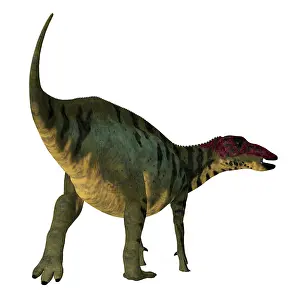 Iguanodont: Shuangmiaosaurus dinosaur, rear view