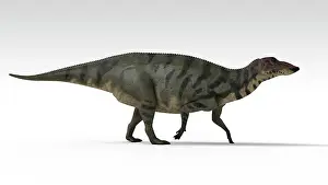 Iguanodont: Shuangmiaosaurus dinosaur, white background
