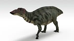 Iguanodont: Shuangmiaosaurus dinosaur, white background