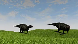 Iguanodont: Two Shuangmiaosaurus walking across a grassy field