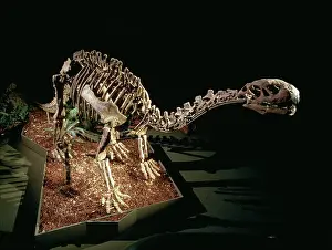 Sauropoda: Shunosaurus