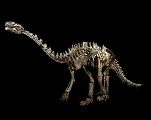 Spiky: Shunosaurus