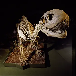 Spiky: Shunosaurus