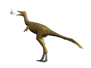 Alvarezsaurid: Shuvuuia dinosaur