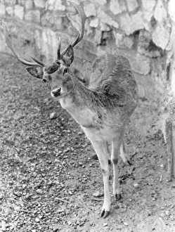 Quizzical: SHY FALLOW DEER