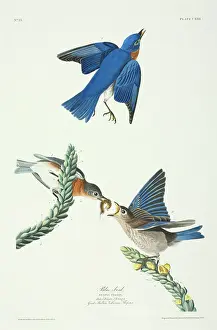 Turdidae: Sialia sialis, eastern bluebird
