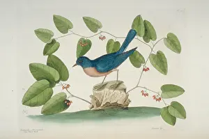 Catesby: Sialia sialis, eastern bluebird