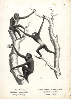 Gibbon: Siamang and agile gibbon (both endangered)