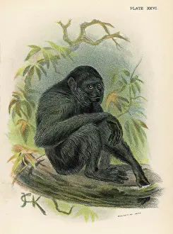Siamang: SIAMANG MONKEY/JCK