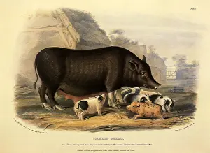 Siamese: Siamese Breed, Sus scrofa
