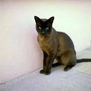 Siamese: Siamese cat