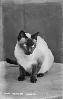 Siamese: Siamese Cat