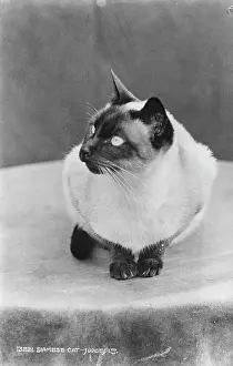 Siamese: Siamese Cat