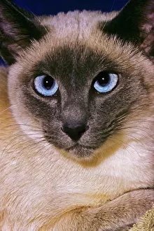 Rss001: Siamese Cat Face Piercing Blue Eyes Looking
