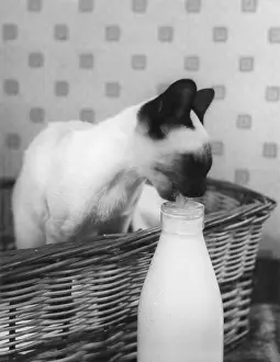 Spoilt: SIAMESE CAT GETS CREAM