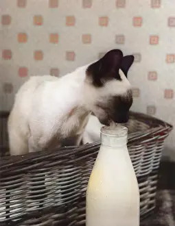 Upcolourisedpic: SIAMESE CAT GETS CREAM