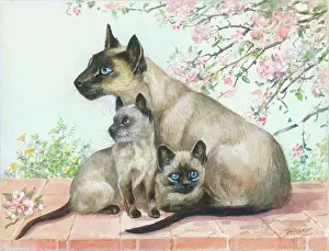 Siamese Cat and two Kittens
