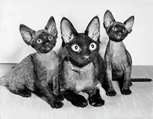 Siamese: Siamese cat and two kittens