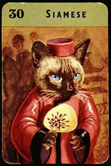 Siamese: Siamese cat in oriental costume