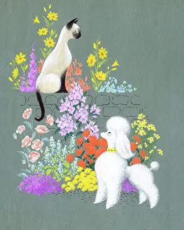Rawlings: Siamese Cat and Poodle in a garden