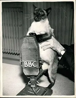 Aeolian: Siamese cat records for BBC radio programme, London