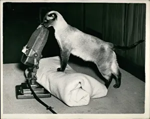 Encouragement: Siamese cat records for BBC radio programme, London