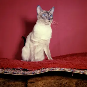 Siamese: Siamese cat with red background