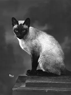 Siamese: SIAMESE CAT SITS UPRIGHT