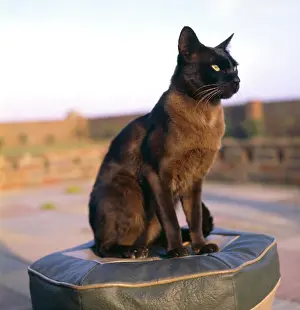 Siamese: Siamese cat sitting on a stool